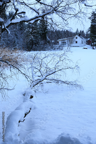 Fallen tree in a frozen lake covered with snow extend to the house by the lake shore, Trøndelag, Norway.