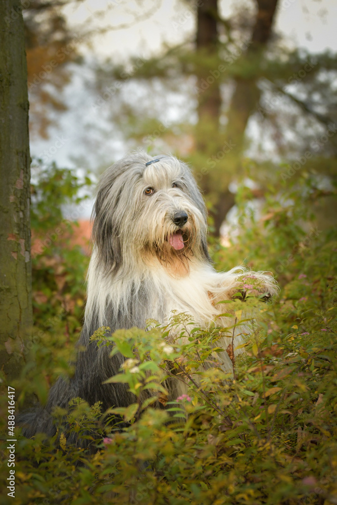 Bearded collie is begging in the forest. It is autumn portret.