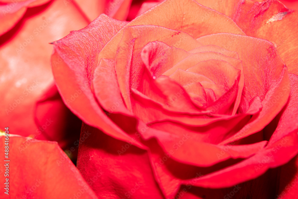 Beautiful Red Roses in a large Bouquet Beautiful Red Roses in a large Bouquet