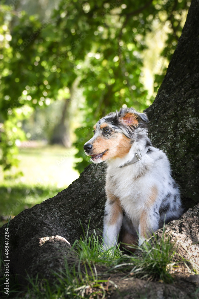 Puppy of australian shepherd is running in the nature. Summer nature in park.