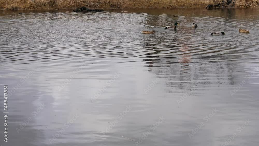People feed ducks at the city lake on a spring day. Reflection of a family in the water that throws bread into the water for birds swimming in the river. People feed ducks at the city lake on a spring day. Reflection of a family in the water that throws bread into the water for birds swimming in the river.