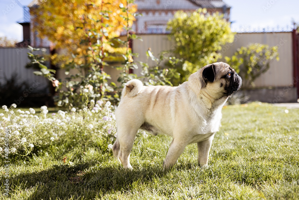 a young beautiful dog of the pug breed walks on the street and runs along the green grass a young beautiful dog of the pug breed walks on the street and runs along the green grass