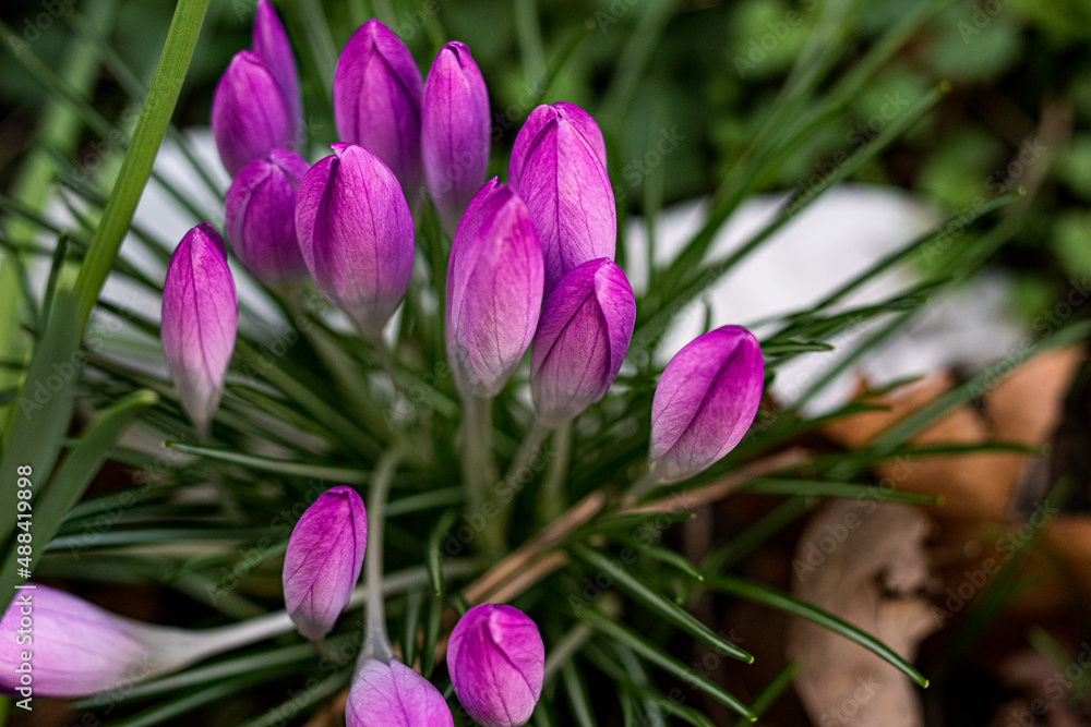 Fototapeta premium Blumen die den Frühling ankündigen