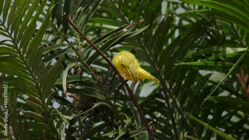 Eastern Golden Weave, found in eastern and southern Afric