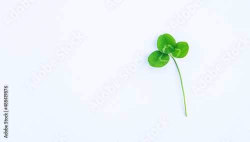 Clover leaves isolate on white background. St.Patrick 's Day. Selective focus. © yanadjan