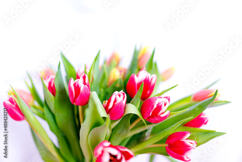Lovely tulips bunch  floral border. Layout for springtime holidays. Mother day greeting card.