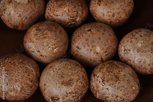 champignon mushrooms grow on a black background