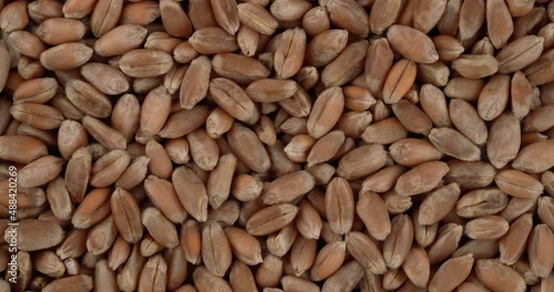 Top view of wheat grains rotating. Closeup. Macro.