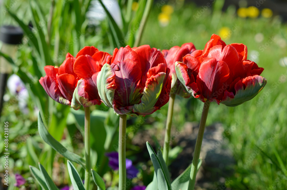 tulips bright red spring flowers in the park tulips bright red spring flowers in the park