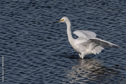 Snowy Egret bird standing in deep blue water wings spread before flying profile Horizontal photo  photograph on wildlife preserve pea island OBX Hatteras national seashore NC USA