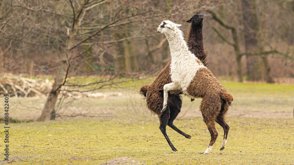 Fototapeta premium Alpaka