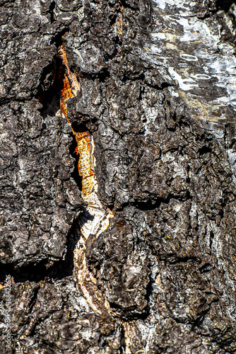 texture of the bark of an old birch