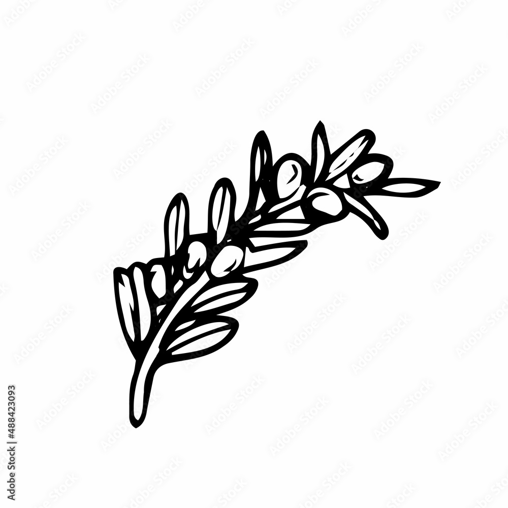 Hand drawing olive branch. Hand drawn stick of oliva. Decorative olives sketch. Herb leaf outline. Vector illustration. Hand drawing olive branch. Hand drawn stick of oliva. Decorative olives sketch. Herb leaf outline. Vector illustration.