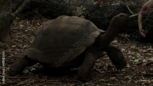 view of the turtles in prisona island in zanzibar, turtles old more than 100 years
