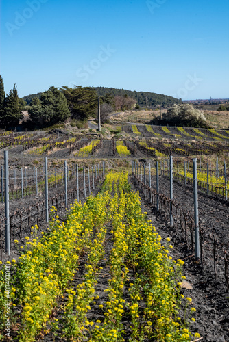 vine landscape in winters with colsa flowers, vineyard