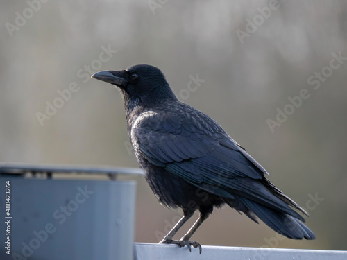 Nahaufnahme eines Kolkraben, der in der Nähe eines Mülleimers sitzt, Corvus corax