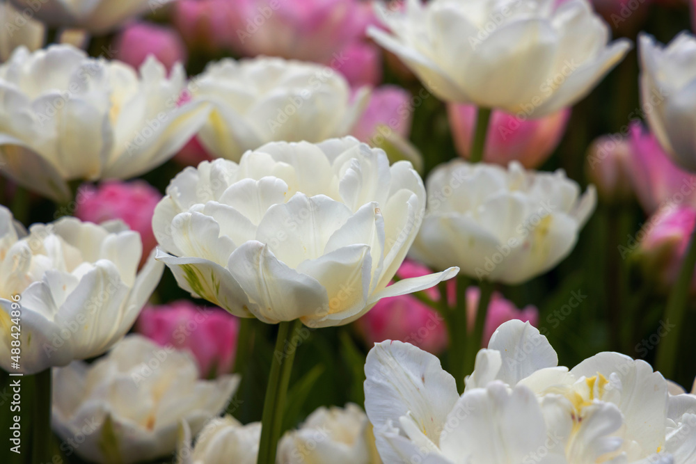 Obraz premium Close-up of white and pink tulips. Spring flowers in the garden. Place for text with congratulations. Field of tulips.