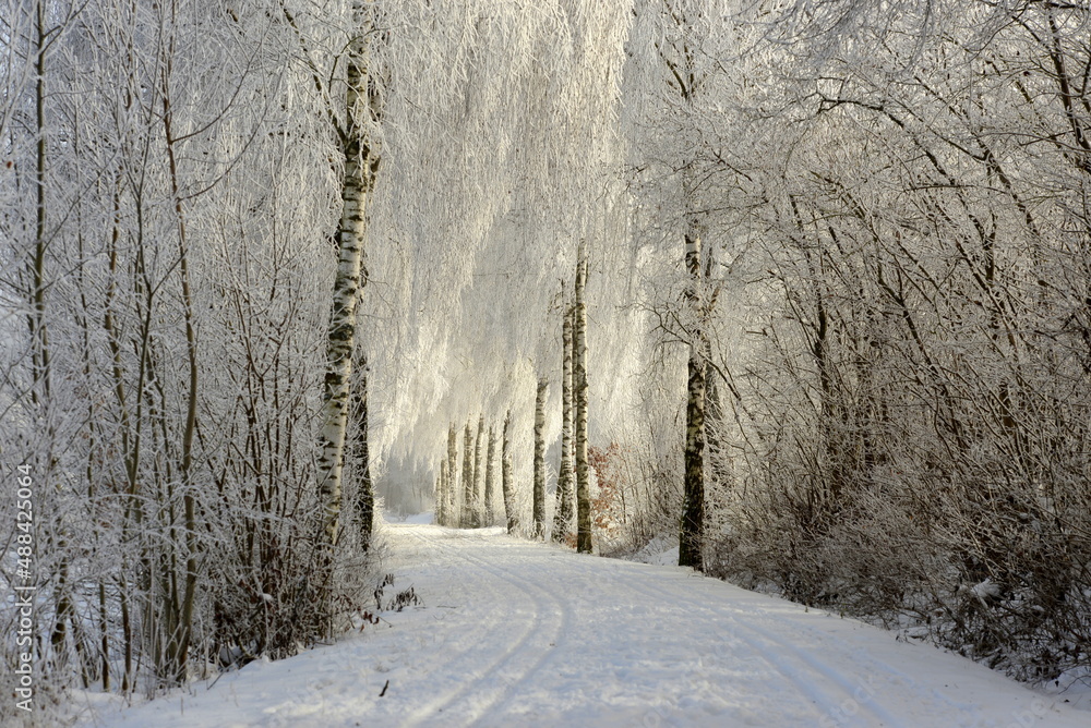 Winterwonderland. Winterliche Birkenallee mit Raureif und Langlaufloipe
