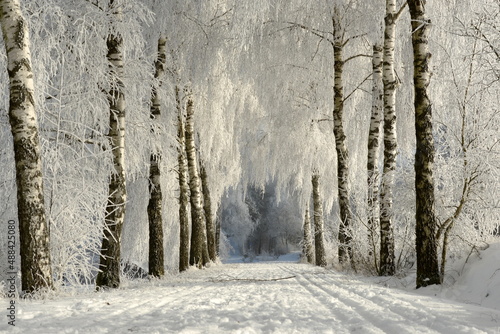 Winterwonderland. Winterliche Birkenallee mit Raureif und Langlaufloipe