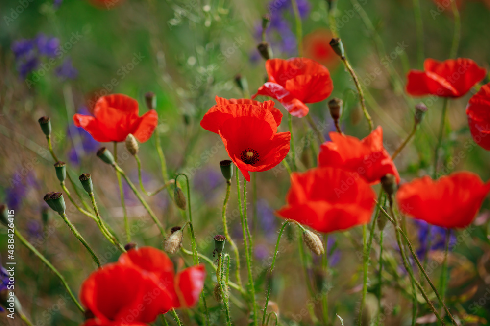 Obraz premium Red poppies in full blossom grow on the field. Blurred background