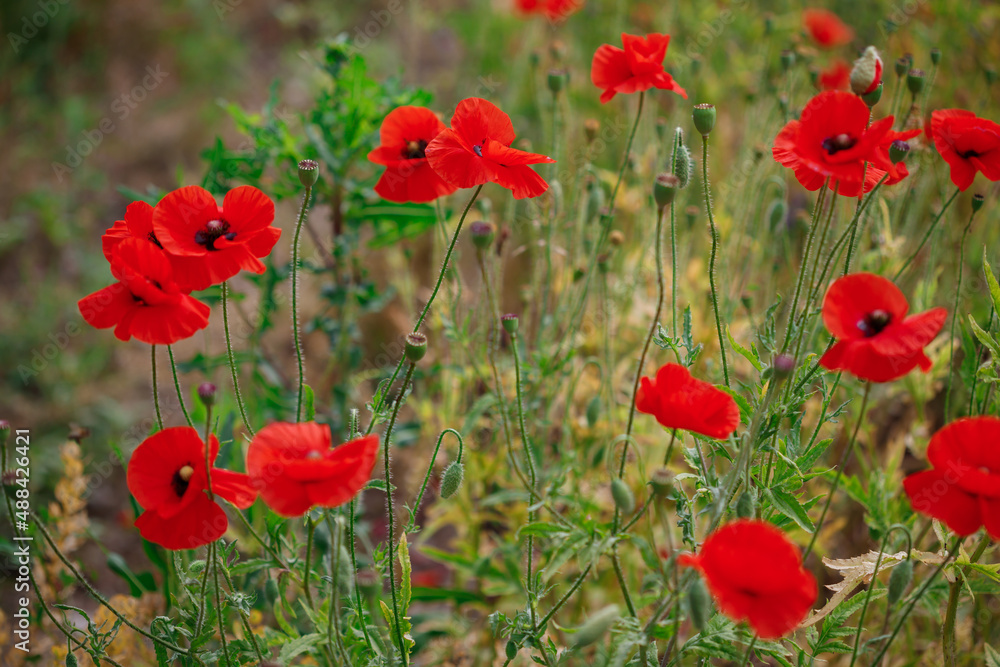 Obraz premium Red poppies in full blossom grow on the field. Blurred background