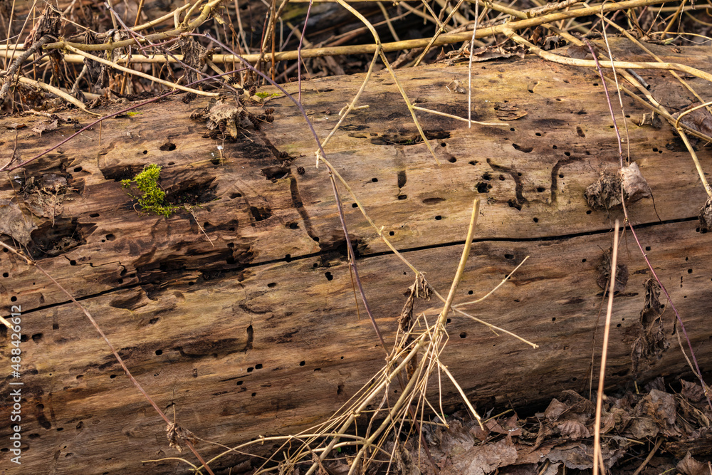 Fototapeta premium Totholz im Bannwald Gebiet ist Lebensraum für Insekten und deren Larven und wird gefressen und zersetzt