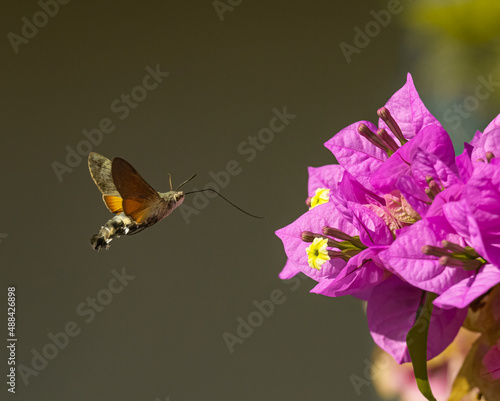 Fruczak gołąbek, dłużniec gwiaździk – motyl z rodziny zawisakowatych; aktywny w ciągu dnia, gatunek nomadyczny.