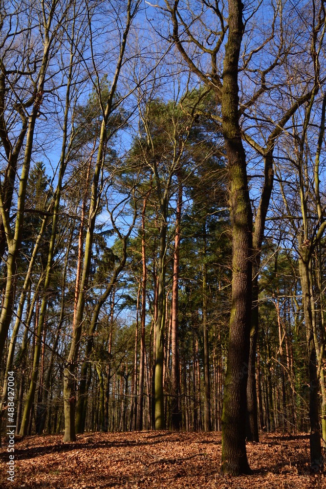 Fototapeta premium Wald - Wiesen - Mischwald