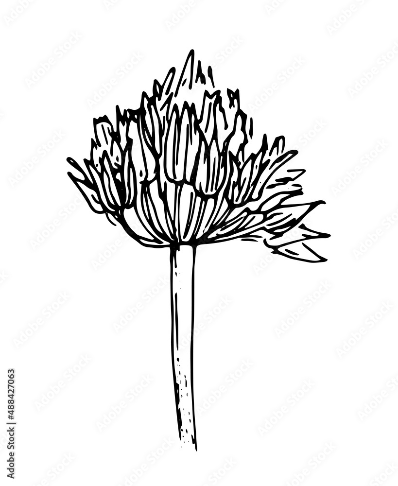 drawing a meadow onion flower. sketch of onion plant flowers in sketch style, isolated black