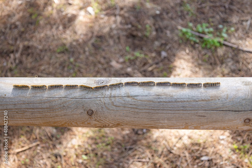 close up of a large line of Pine processionary (Thaumetopoea pityocampa) photo