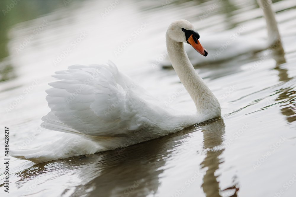 Fototapeta premium Portrait of a white swan swimming on a lake.