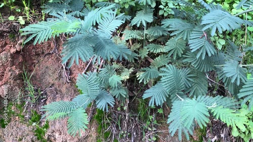 Mimosa tree green leaves moving with the light wind