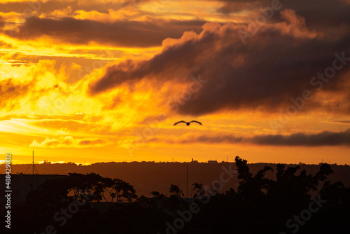 Dawn sky in orange color with bird flying and dramatic clouds 