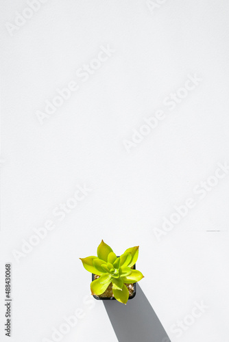 Decorative flower in a pot under the rays of the sun. Flat lay, top view