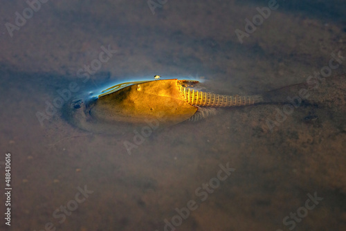 Triops cancriformis, or tadpole shrimp, is a species of tadpole shrimp found in Europe photo