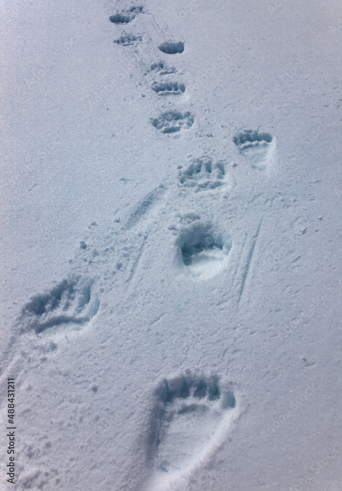 Fresh tracks of large brown bear on white snow in spring. Fresh tracks of large brown bear on white snow in spring.