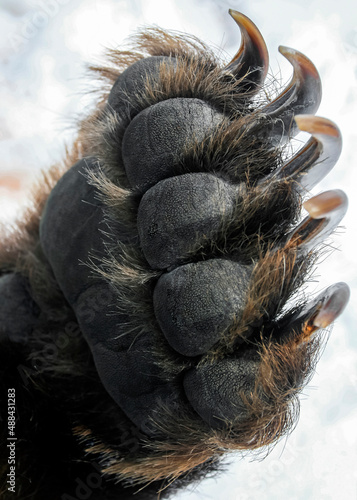 Bear's front paw with long and sharp claws close-up.