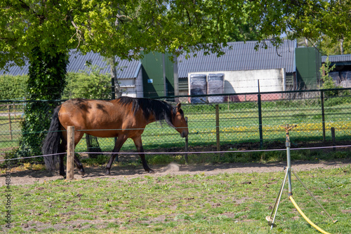 Beautiful brown Lusitano mare in pasture