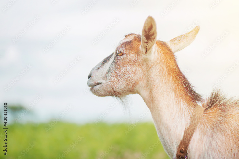 Brown gray goat. Goat against the background of the sky and the field on a sunny day.