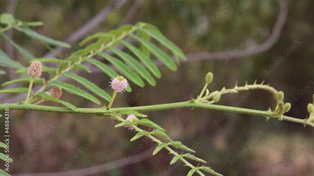 buds of a willow