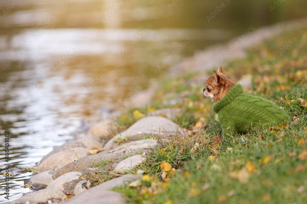 Lonely sad chihuahua dog wearing warm sweater is sitting at the edge of water in the cold autumn season. Lonely sad chihuahua dog wearing warm sweater is sitting at the edge of water in the cold autumn season.