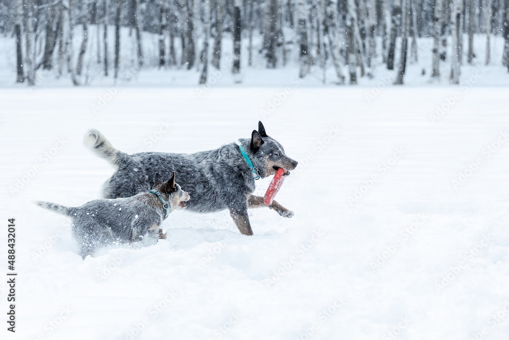 Two australian cattle dogs or blue heelers, adult and puppy, playing together on snow at winter nature