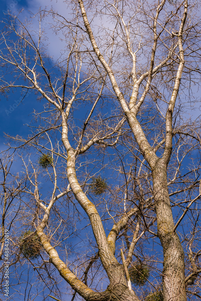 A mistletoe on a tall poplar tree in winter with a blue sky A mistletoe on a tall poplar tree in winter with a blue sky