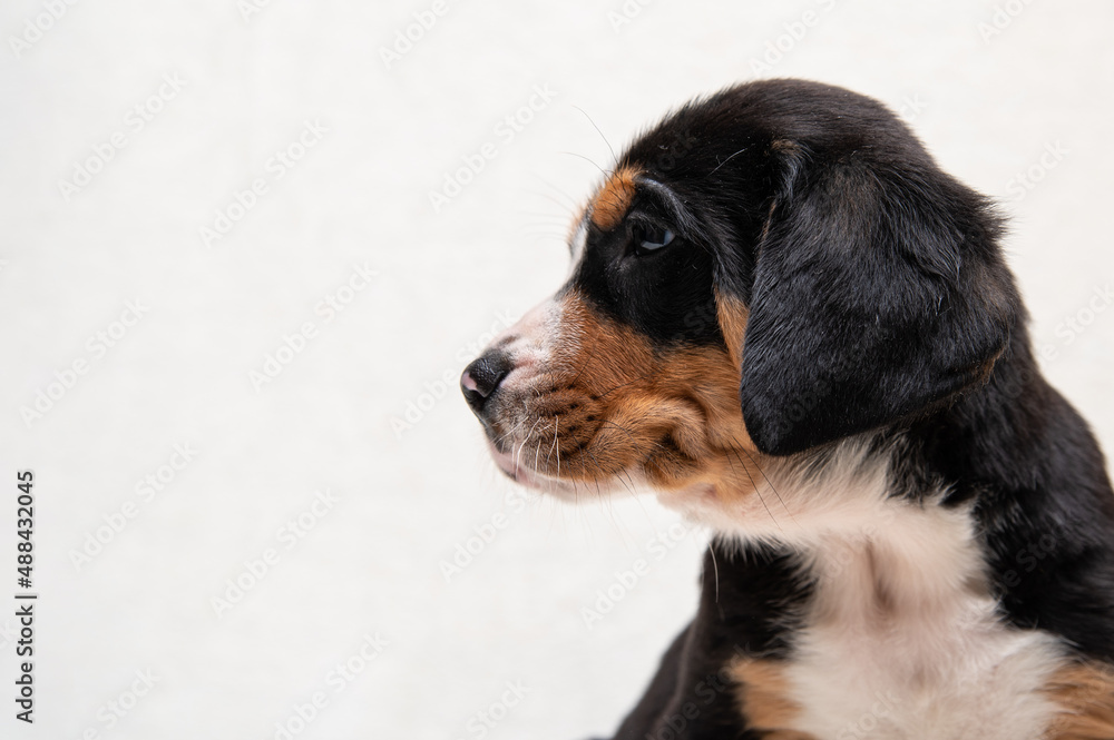 cute puppy of a large Swiss mountain dog on a white background close-up cute puppy of a large Swiss mountain dog on a white background close-up
