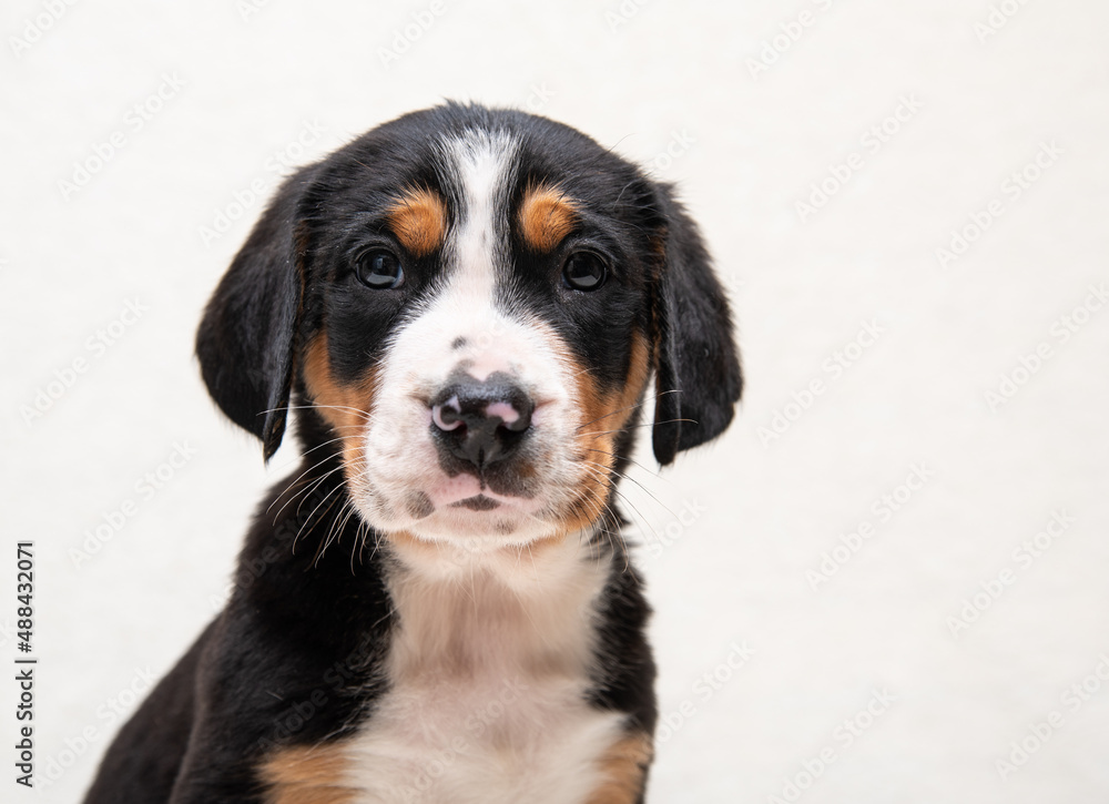 cute puppy of a large Swiss mountain dog on a white background close-up cute puppy of a large Swiss mountain dog on a white background close-up