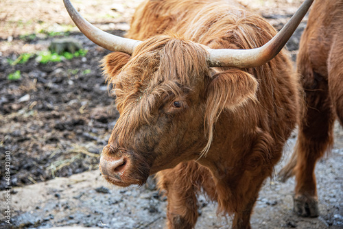Close up of scottish highland cow in stall.