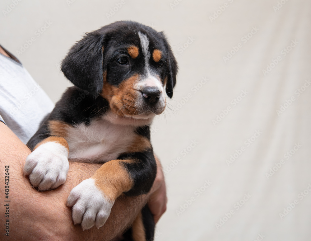 a puppy of a large Swiss mountain dog in the arms of a man