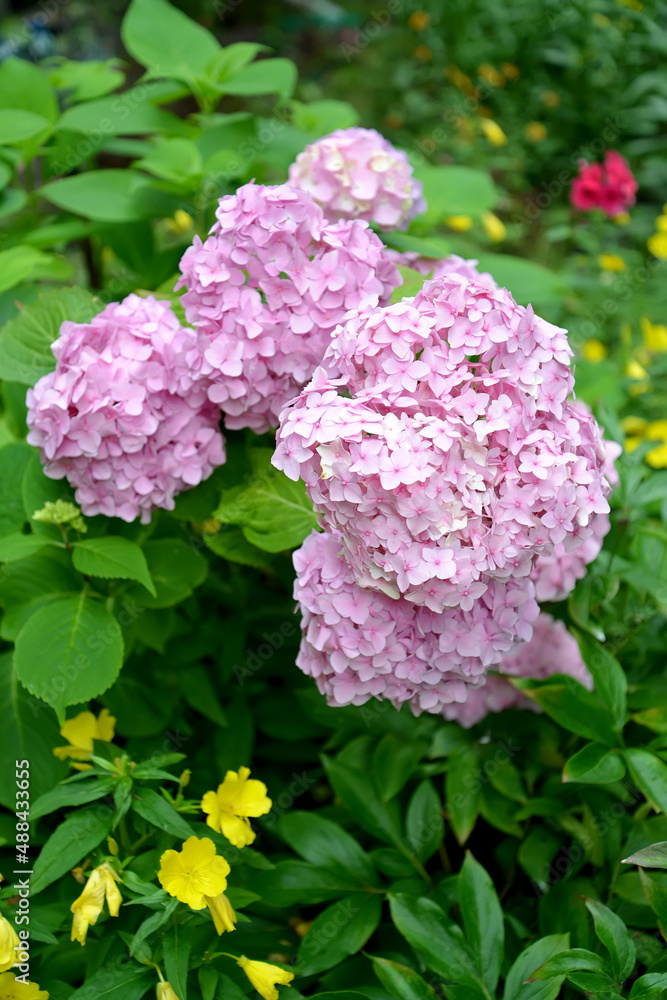 Pink laryngeal flowers (Hydrangea L.), close-up Pink laryngeal flowers (Hydrangea L.), close-up