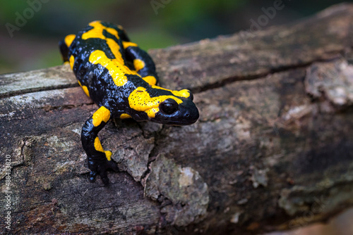 The fire salamander - Salamandra salamandra - is a common species of salamander found in Europe