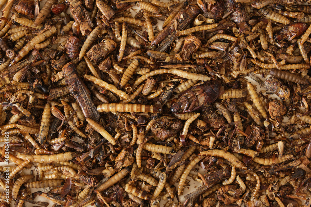 dried insects for pet food, insectivores need protein dried insects for pet food, insectivores need protein